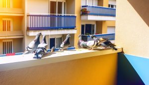Pigeons vs Balcons : Découvrez les astuces imparables pour protéger votre espace extérieur !